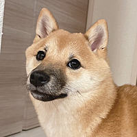 いちごﾏﾏ🐶🍓