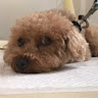 ちょこちゃん