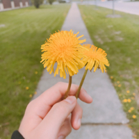 花たまご