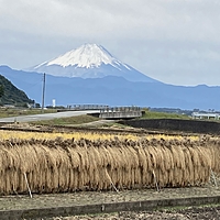 kaeru amano