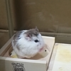 ハムスターと暮らし𖤣𖤥𖠿𖤣𖤥