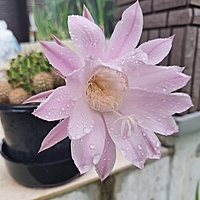 ぴーたー