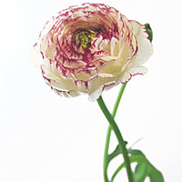 Ranunculus