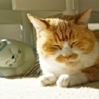 まなぽむ