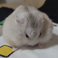 もちぽん