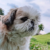 あんかけごはん😗