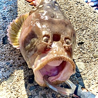 ごま油マン