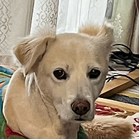 す ぎ も と わ か ば