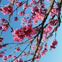 ひなた☀