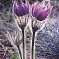 ニコとサチのママ🐶