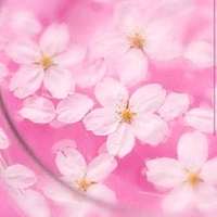 CherryBlossom