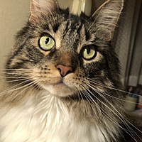 mainecoon