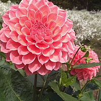 華ダリア華