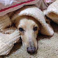ゆき