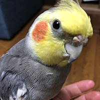 インコチャン