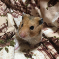 あやね