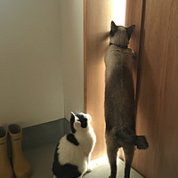 ひだまりちゃん