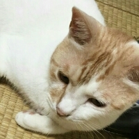 福猫らぶりん