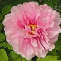 オーニソガラム