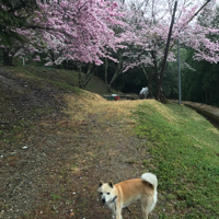 ゆみこさん