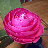 Okamedes
