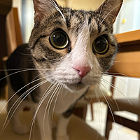 ソリダス・スネーク@三猫の父親