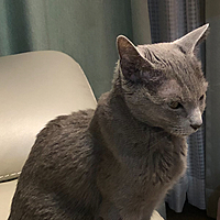 にゃんにゃ