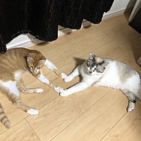 ねこママ