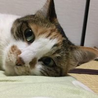 三毛猫にまっしぐら