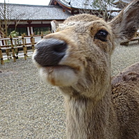 はる