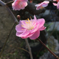 桃