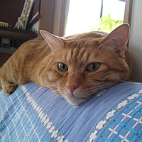 たまはな