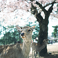 もち もちこ