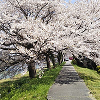 🌸さくら🌸