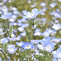 花おりん