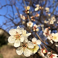 サバの味噌煮の虜