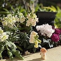 ｽﾞﾎﾞﾗﾏﾝ