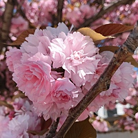 おりおり