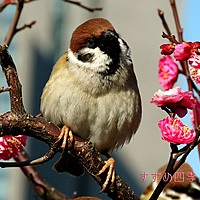 三日月