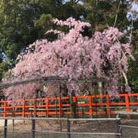 高巣稚菜