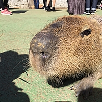 カピバラさん