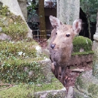 黒蜜きな子