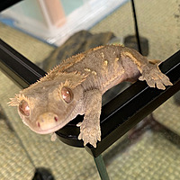 Gecko