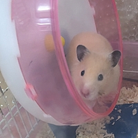 シナモン