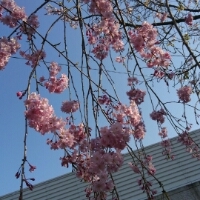 垂れ桜