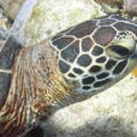 honu