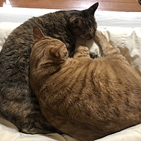 猫の毛が料理に入るマン