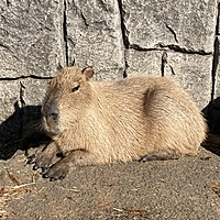 カピさん