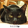 わんたる