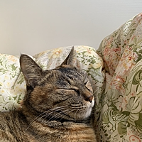 ふわふわ猫うさぎ